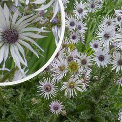 Afrikaanse reuzendistel - Berkheya purpurea in bloei