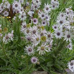 Afrikaanse reuzendistel - Berkheya purpurea