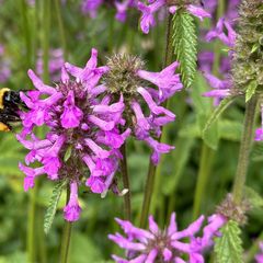 Betonie - Stachys officinalis trekt bijen, hommels als vlinders aan