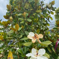 Magnolia grandiflora 'Francois Treyve' in bloei