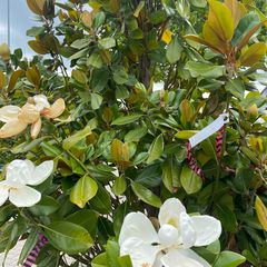 Beverboom - Magnolia grandiflora 'Francois Treyve'