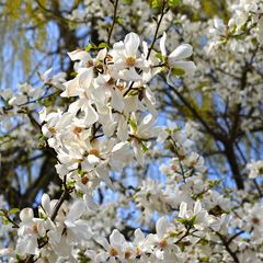 Beverboom - Magnolia kobus hoge boom