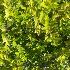 Blad Blaasspirea - Physocarpus opulifolius 'Tiny Wine Gold'
