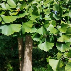 Blad Japanse notenboom - Ginkgo biloba