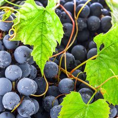 Blauwe druif - Vitis vinifera 'Muscat Bleu'
