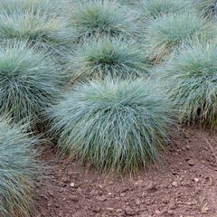 Blaues Schafsgras - Festuca glauca Grenzpflanze