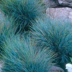 Blaues Schafsgras - Festuca glauca