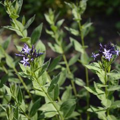 Blauer Stern - Amsonia orientalis blau blühende Pflanze