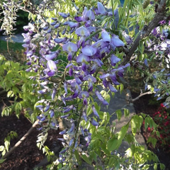 Blauweregen - Wisteria floribunda 'Domino'