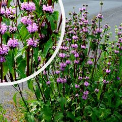 Brandkruid - Phlomis tuberosa 'Bronze Flamingo'