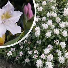 Immergrüner Strauch - Rhododendron 'Cunningham's White