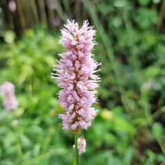 Persicaria bloei