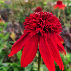 Rode Zonnehoed - Echinacea ‘Summer Cherry’