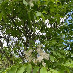 Fraxinus sieboldiana