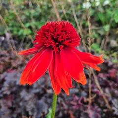 Rode Zonnehoed - Echinacea ‘Summer Cherry’