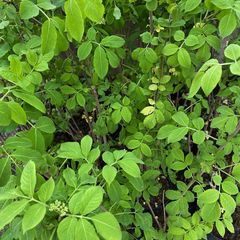 Boerenjasmijn-Philadelphus-Virginal-blad.jpg