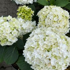 Dubbelbloemige bolhortensia