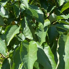 Detail Bosmagnolia - Magnolia acumininata