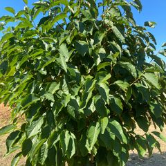 Bosmagnolia - Magnolia acumininata