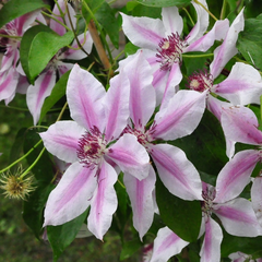 Waldrebe - Clematis 'Nelly Moser