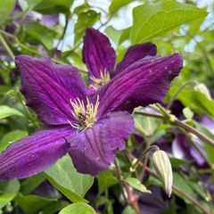 Bosrank - Clematis 'Etoile Violette'