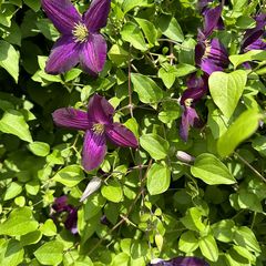 Klimplant Bosrank - Clematis 'Etoile Violette'