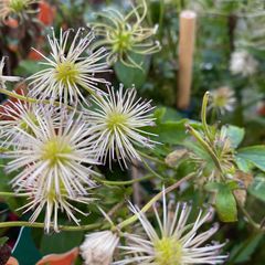 Bosrank - Clematis mandshurica