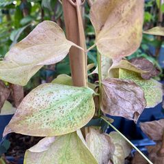 Clematis mandshurica blad in oktober