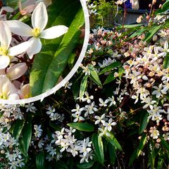 Waldrebe - Clematisarmandii 'Apple-Blossom