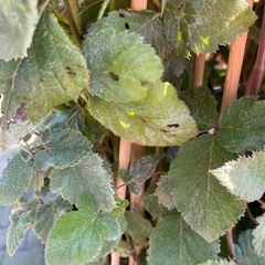 Bramenstruik - Rubus fruticosus 'Thornfree'