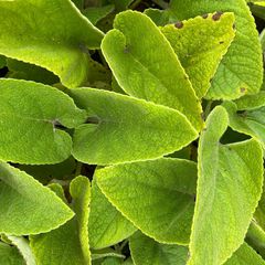 Brandkruid - Phlomis russeliana - blad