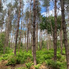 Brede-Stekelvaren-Dryopteris-dilatata.jpg