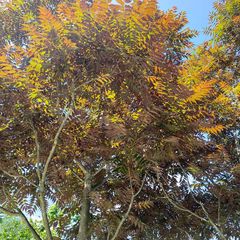 Kroon Bruinbladige hemelboom - Ailanthus altissima