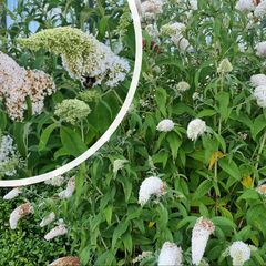 Schmetterlingsstrauch - Buddleja davidii 'White Profusion' in Blüte