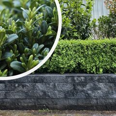 Buxus sempervirens - Buxushaag Palmboompje