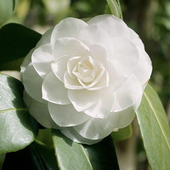 Camelia - Camellia japonica met witte bloemen kopen online