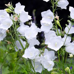 Klokjesbloem Campanula persicifolia 'Alba'