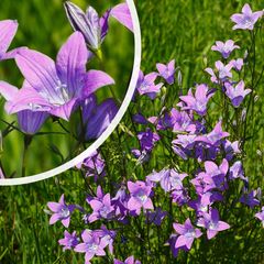 Rapunzelklokje - Campanula rapunculus