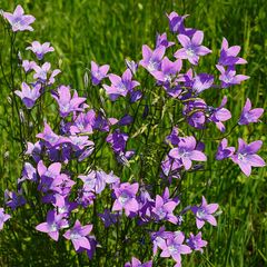 Rapunzelklokje - Campanula rapunculus - Inheemse plant