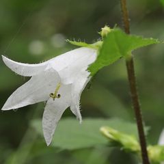 bloei Ruig Klokje - Campanula trachelium 'Alba'