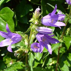 Paarse bloemen Ruig klokje - Campanula trachelium