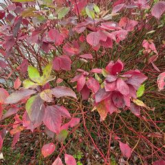 Canadese Kornoelje in de herfst