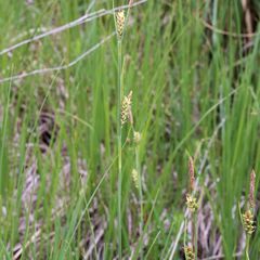 Blauwe zegge - Carex panicea - Inheems