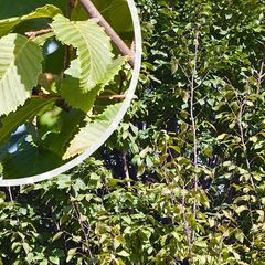 Haagbeuk - Carpinus betulus 'Frans Fontaine' Zuilvorm