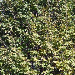 Smalle boom - Carpinus betulus 'Frans Fontaine'