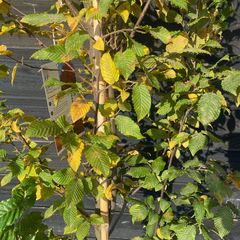 Blad Carpinus betulus 'Orange Retz' in oktober