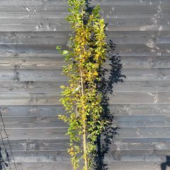 Carpinus betulus 'Orange Retz' (foto oktober)