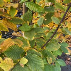 Kant en klare Haagbeuk haag - Carpinus betulus 'Stegemanns Primus