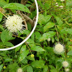 Kogelbloem - Cephalanthus occidentalis