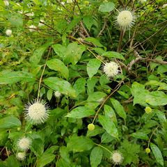 Heester Kogelbloem - Cephalanthus occidentalis